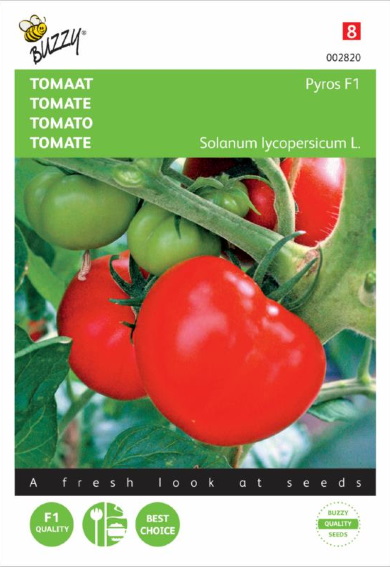 Tomaat Pyros F1 (Solanum) 25 zaden BU
